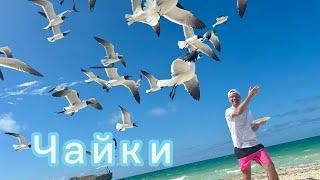 Чайки: Остров дружбы под кубинским солнцем | Future Music | Cuba hotel SOL