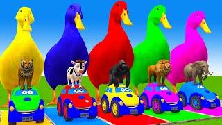 5 Giant Duck Cartoon,Cow,Elephant,Tiger,Lion,Gorilla, Paint Wild Animals Crossing Fountain Animation