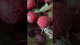 Lychee #fruit #short #shorts | Maria Fatima Dacullo