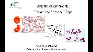 Vet Hematology Lecture 2, 1 Erythrocytes morphology: Arabic tutorial