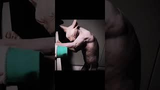 This cat have bigger muscle than me️ #trollface #trollfaceedit #cat #catlover