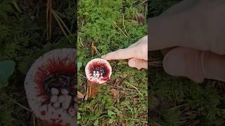 Rūsganā brūnzobe / The mealy tooth fungus (Hydnellum ferrugineum) #nature #fungi #shorts #Halloween