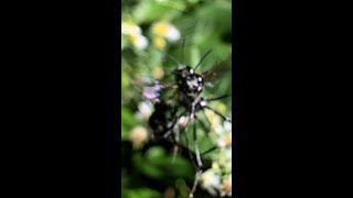 Jealous Wasp Knocks Mating Wasps Out Of The Air #shorts