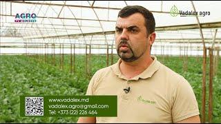 Recomandări de cultivare a verzei extra-timpurii și tomatelor în sere