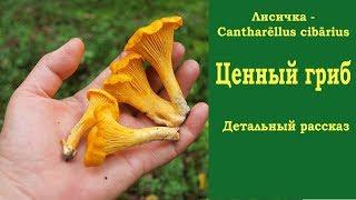 Лисичка - ценный гриб. Детальный рассказ. Cantharellus cibarius.