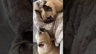 Frenchies Playing Means ATTACK 100 ️ DAMAGE: 0  #dogs #cuteanimals #dog #funnyanimals #pets #cute