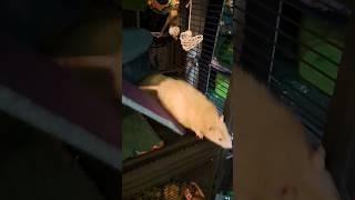 Mr. HONEYBUN #petrats #cute #shorts