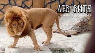 ️А вот лев ВИТЯ! НОВАЯ Встреча! Подарки от гостей! Life of lion