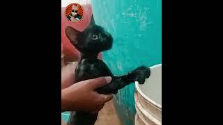 gatito bebe le gusta bañarse con agua fria