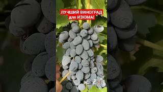 КИШМИШ из которого ПОЛУЧАЕТСЯ САМЫЙ ВКУСНЫЙ ИЗЮМ! Виноград КИШМИШ ЮПИТЕР #виноград #садиогород #сад