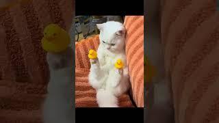 МИЛЫЕ КОТИКИ С УТКАМИ #shorts #short #shortvideo #cat #comedy #cute #котики #смешныевидео #коты #кот