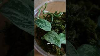Such fast propagation  #plants
