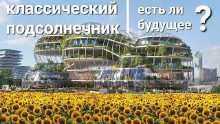 Классический подсолнечник-исчезнет или нет в будущем?