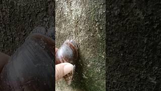 Capturing snail#shortsfeed #nature #snail #snaillove #animals #amazing #shorts #short #viralshort