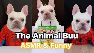 The Animal Buu Compilation | the most Fuuny collection257 #comedy #reaction