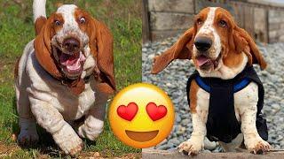 Basset Hound — Adorable And Hilarious Videos And Tik Toks Compilation