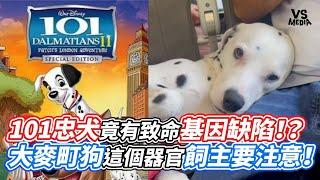 101忠犬竟有致命基因缺陷！？大麥町狗這個器官飼主要注意！｜VS MEDIAｘ@Amazing.Jack.