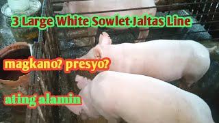 3 Large White Sowlet Jaltas Line @victv4739