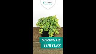 String of Turtles