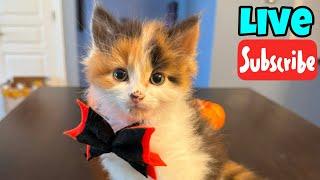 Wednesday Whiskers - Live Stream