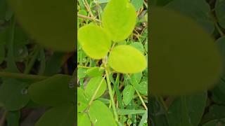 desmodium triflorum #shorts #subscribe #trend #trending #village