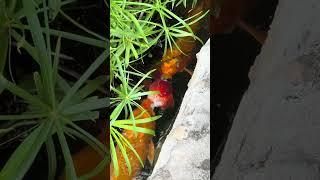 Koi fish will eat anything! They will even eat their own kind!  #koi #goldfish #aquarium #freshwater