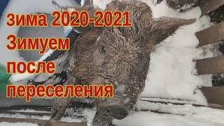 Зима 20-21 // Cвиньи после переселения или день сурка недосвиновода