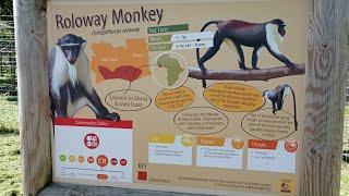 Discover the Rare Roloway Monkey at Yorkshire Wildlife Park, Zoo, near Doncaster, South Yorkshire UK