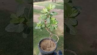 Learn to make plants beautiful #evergreen #periwinkle #vinca #vincaflower #homegarden