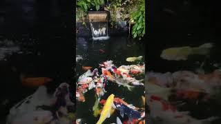 Koi Feeding Time!