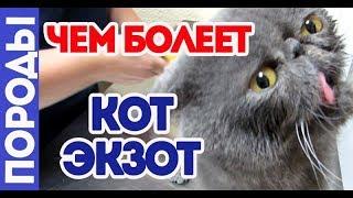 Чем болеет кот экзот. Породные болезни.