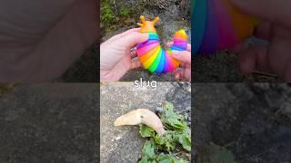 Learn Bug Insect Names for Babies Toddlers Preschoolers Kids: Slug Scorpion Beetle Millipede