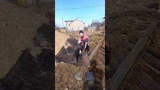 Дачный сезон начался. #дом #дача #сезон #дачныйсезон #дачныйвлог #дачныйучасток #дачники #весна