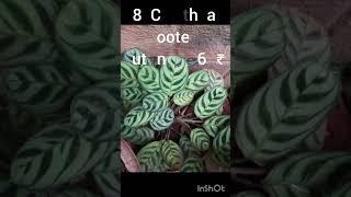 plants for sale under 60₹ #calathea #plants #plantssale #plantslover #sale