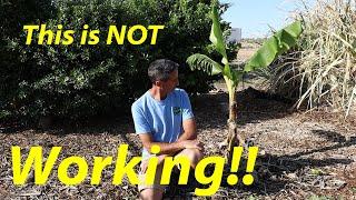 Is it Possible? | Growing Bananas in the Desert