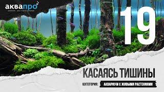 19. Касаясь тишины. Аквариум с живыми растениями