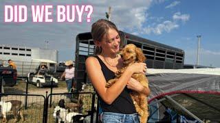 HUGE Farm Animal Swap and Sale | Waverly Iowa