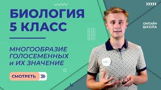 Многообразие голосеменных и их значение. Видеоурок 33. Биология 5 класс