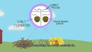 The Three Little Bacteria and the Big Bad Tobramycin