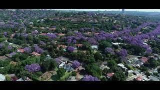 Jacaranda mimosifolia is a sub-tropical tree South Africa drone footage