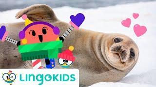 ARCTIC ANIMALS SONG  Polar animals songs for kids | Lingokids