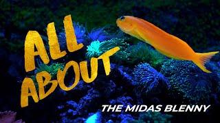 All About The Midas Blenny - EP. 1