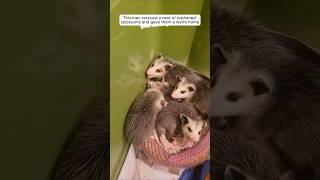 This man rescued a nest of orphaned opossums and gave them a warm home #animalshorts