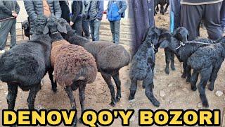 DENOV QO'Y BOZORI NARXLARI QANDAY EKAN