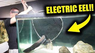 we were ALL WRONG about the electric eel!!!