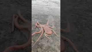 octopus #octopus #fishing #aagrikoli #viralshorts