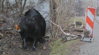 Nutrie są miłe, ale czemu podkopują drogę i chodnik ?