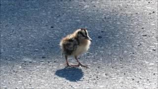 American Woodcock