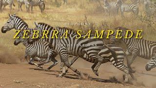 Sound of a zebra stampede