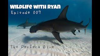 WILDLIFE WITH RYAN    EP. 007    " The Perfect Dive!" ( Hammerhead Sharks in paradise)